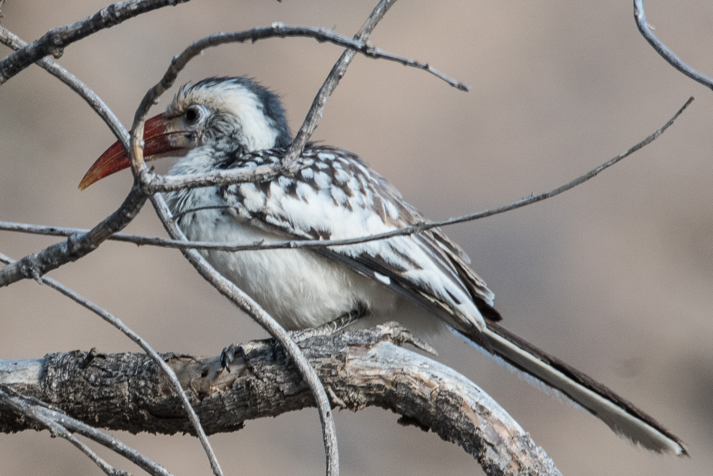 Calao de Damara adulte (Damara red-billed hornbill, Tockus damarensis), Vallée de l' Hoanib, Kaokoland, Namibie.